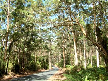 Karri Trees, Shannon State Forrest, Western Australia - 1
